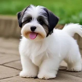 havanese dog