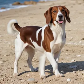 aegean breed