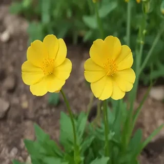 buttercup flower