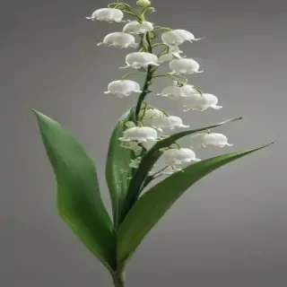 lily of the valley png