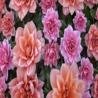 flower background for phone