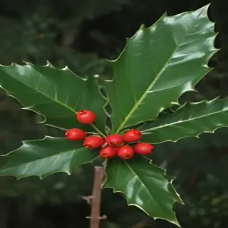 holly picture