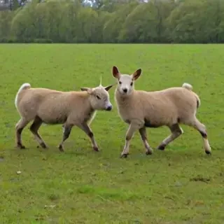 boing boing