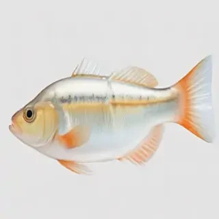 fish transparent background
