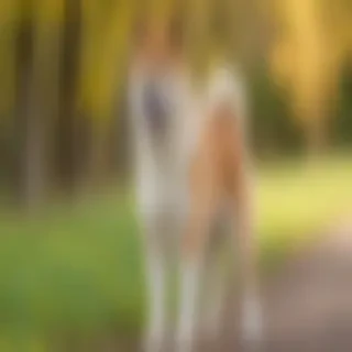 akita inu dog breed