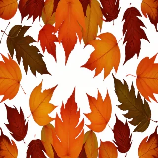 fall leaves png transparent
