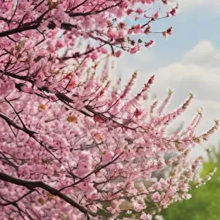 springtime wallpaper
