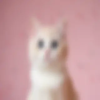 cute background cat wallpaper