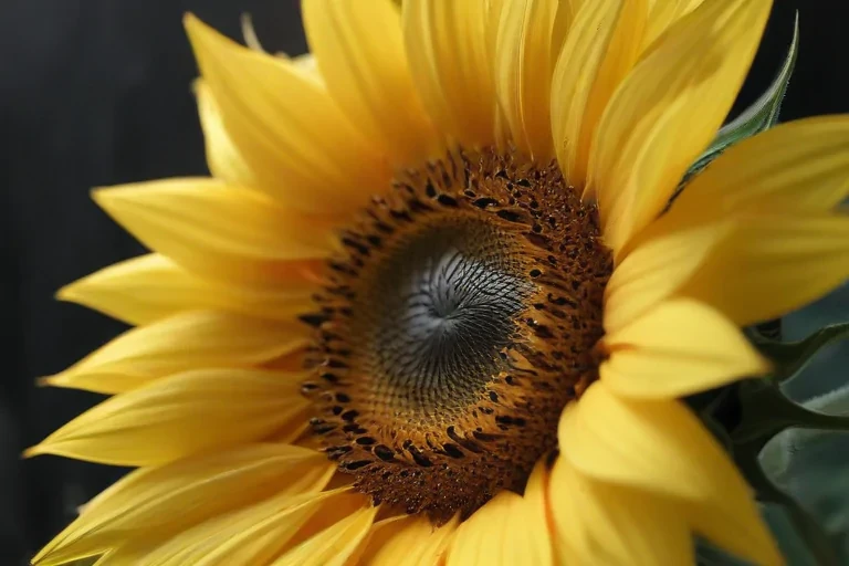 aesthetic sunflower
