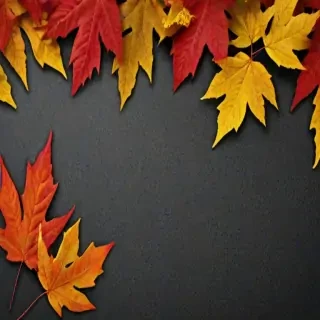 fall leaves png transparent