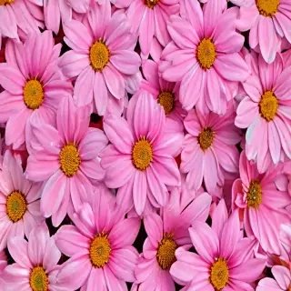 flowers iphone wallpaper