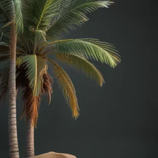 palm tree transparent background