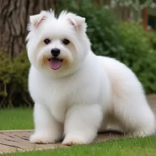 bolognese dog breed