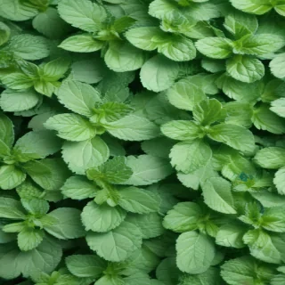 mint background