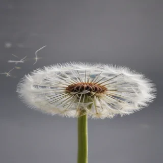 dandelion png