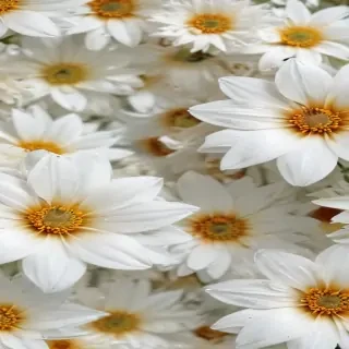flower background white