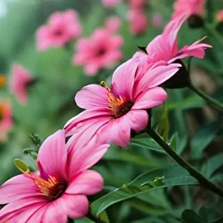 iphone flower nature wallpaper