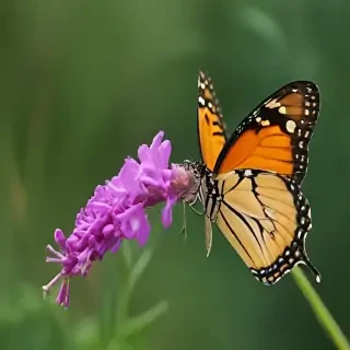 butterfly draing