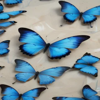 blue butterfly aesthetic