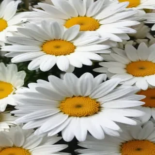 daisy wallpaper iphone