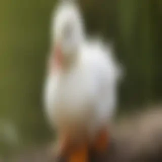 duck wallpapers