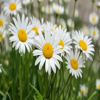 daisy wallpaper for desktop
