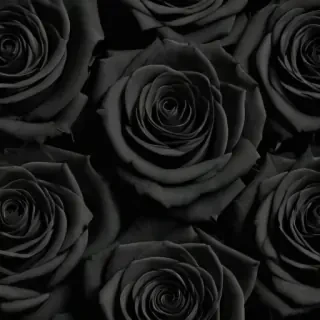 black roses background