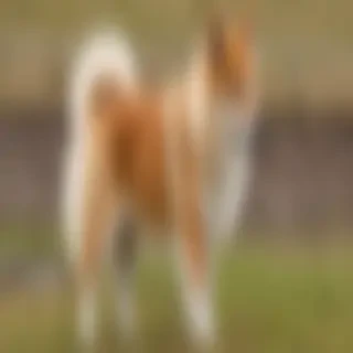 icelandic sheepdog