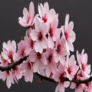 cherry blossoms png