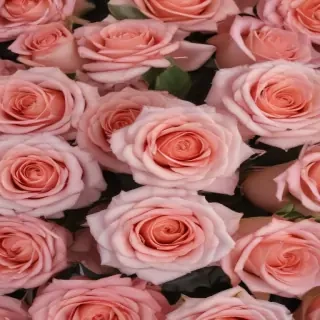 roses background aesthetic