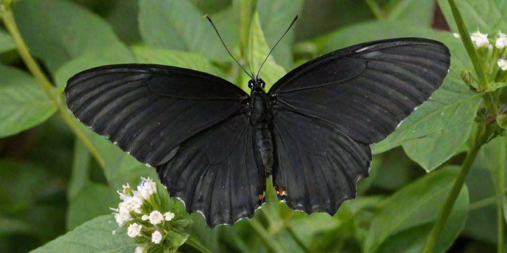 black butterfly