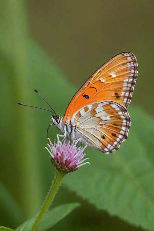 cute butterfly