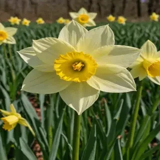 daffodil flower