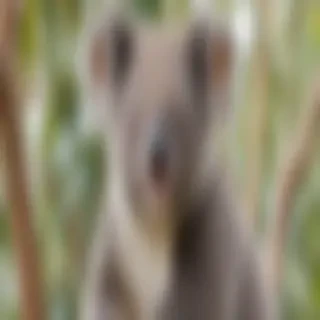 koala bear