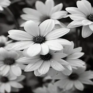 flower images black and white