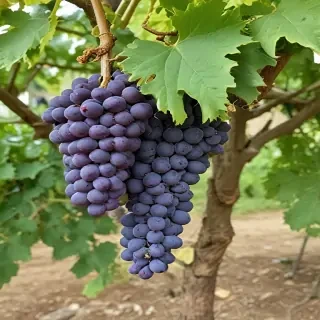 grape tree