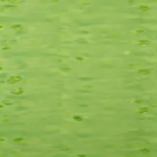 lime green background
