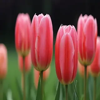 tulip iphone wallpaper
