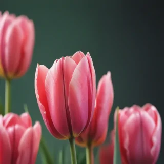 tulip iphone wallpaper