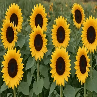 sunflowers png