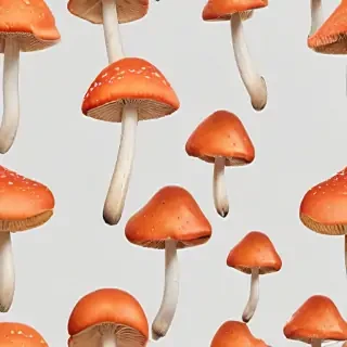 mushroom transparent