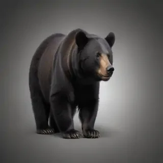 black bear png