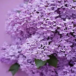 lilac wallpaper iphone