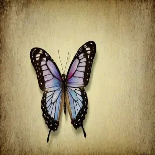 butterfly back ground