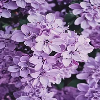 lilac iphone wallpaper