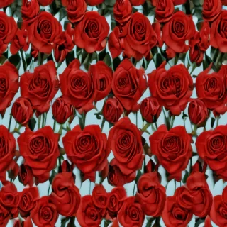 red roses aesthetic