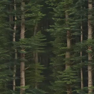 forest transparent background