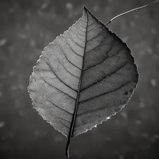 leaf in black and white
