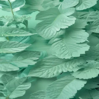 mint green background