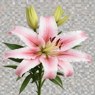 lily flower png